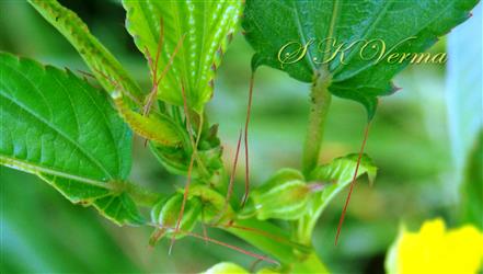  Leaves with two deflexed appendages